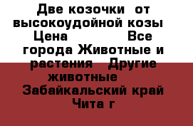 Две козочки  от высокоудойной козы › Цена ­ 20 000 - Все города Животные и растения » Другие животные   . Забайкальский край,Чита г.